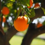 orange-bkp